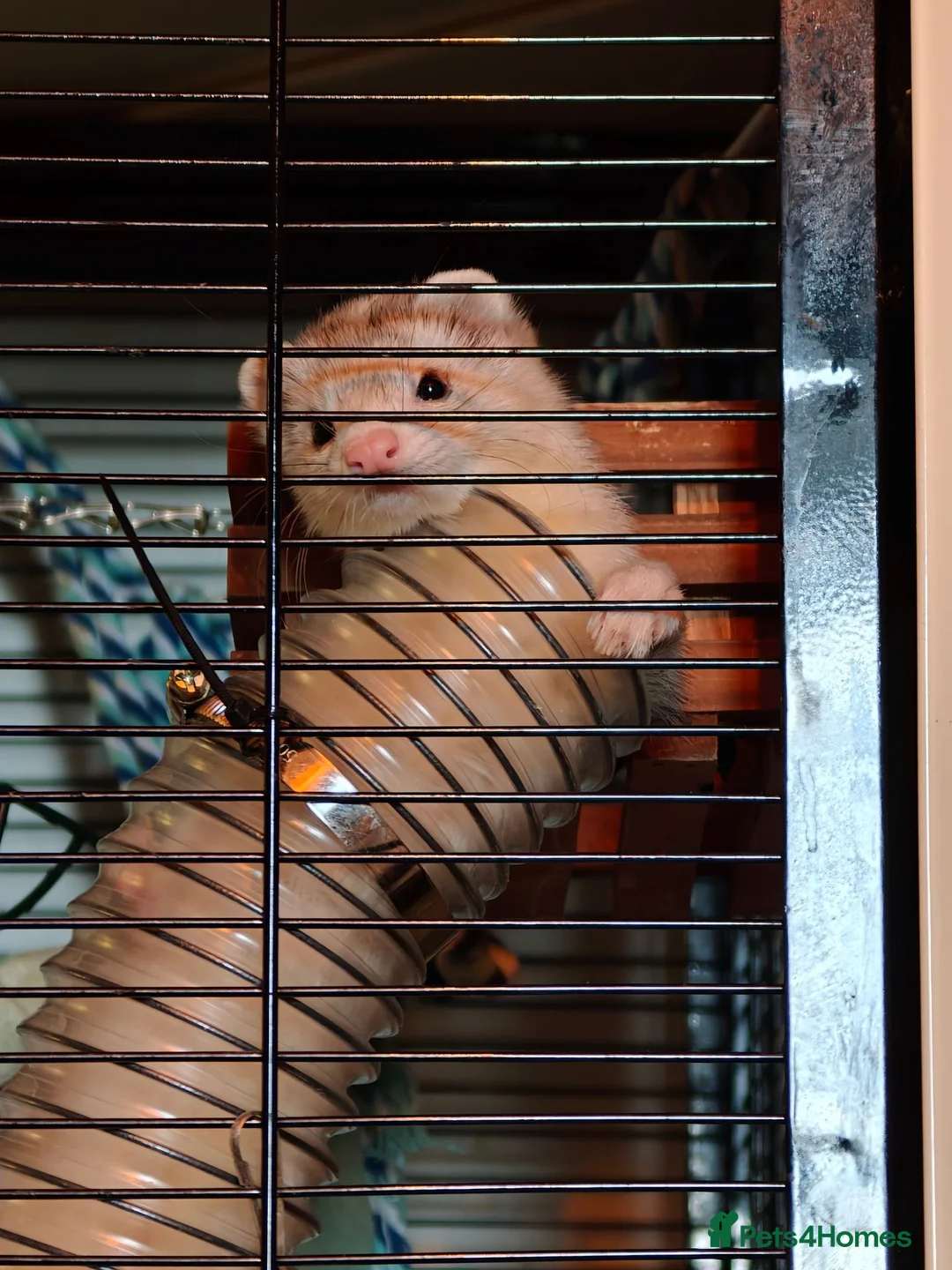 Ferret rodents for sale: Ferrets + Cage for sale in Richmond - Advert 2