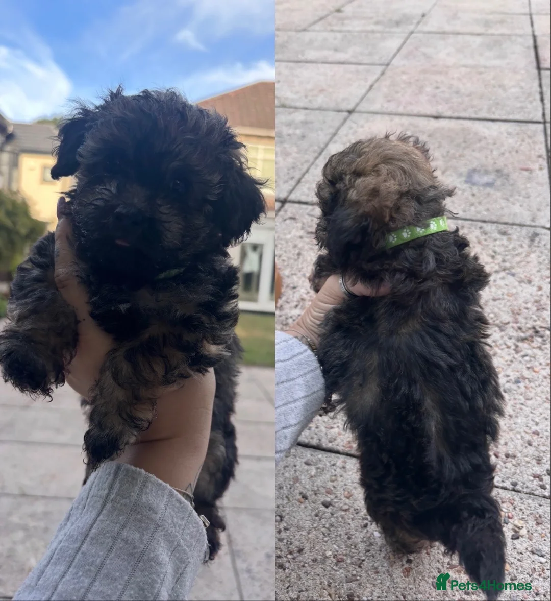 Miniature Poodle dogs for sale: Poodle mix - Advert 2