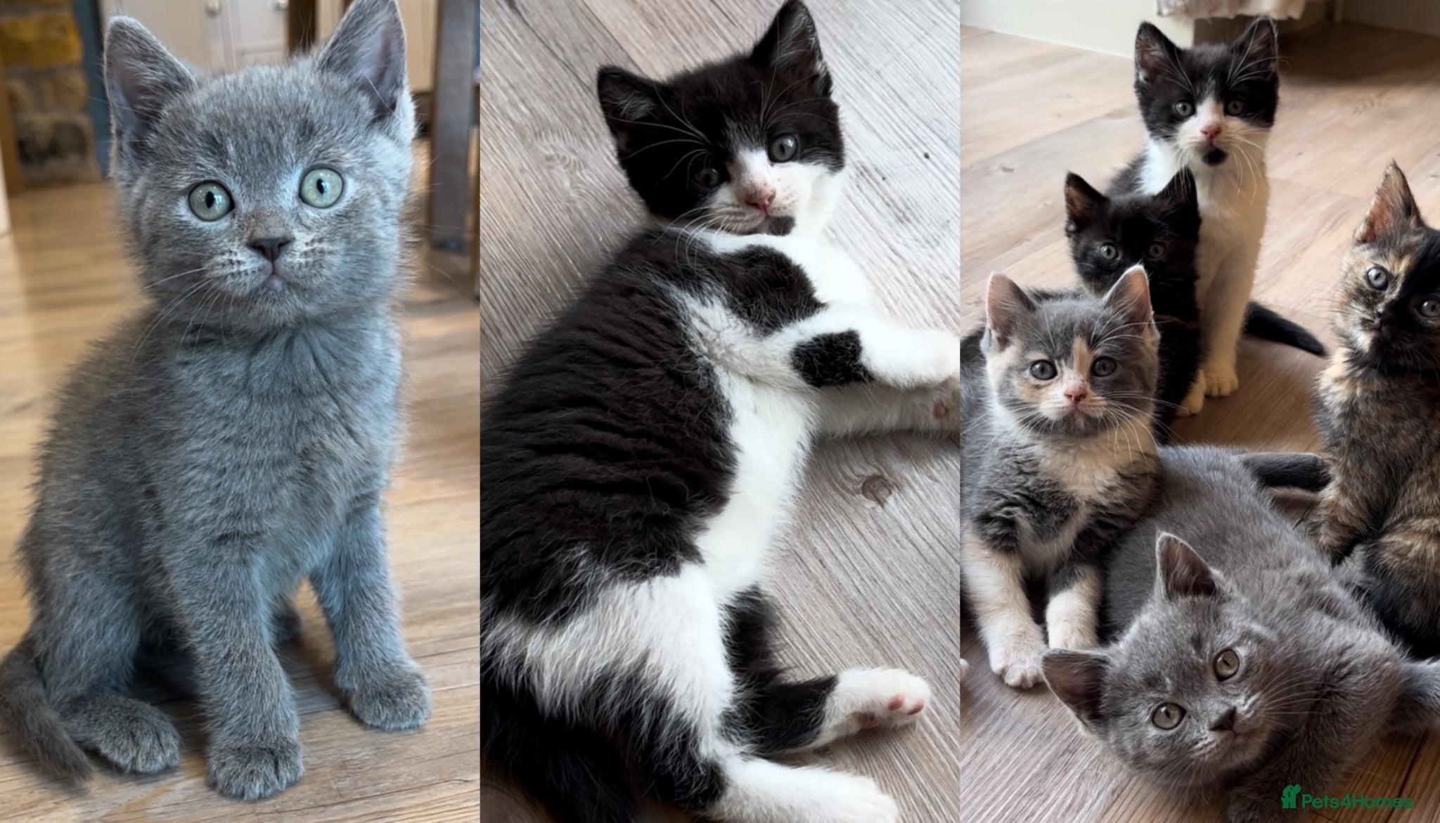 British Shorthair cats Five adorable British shorthair kittens - Advert 10