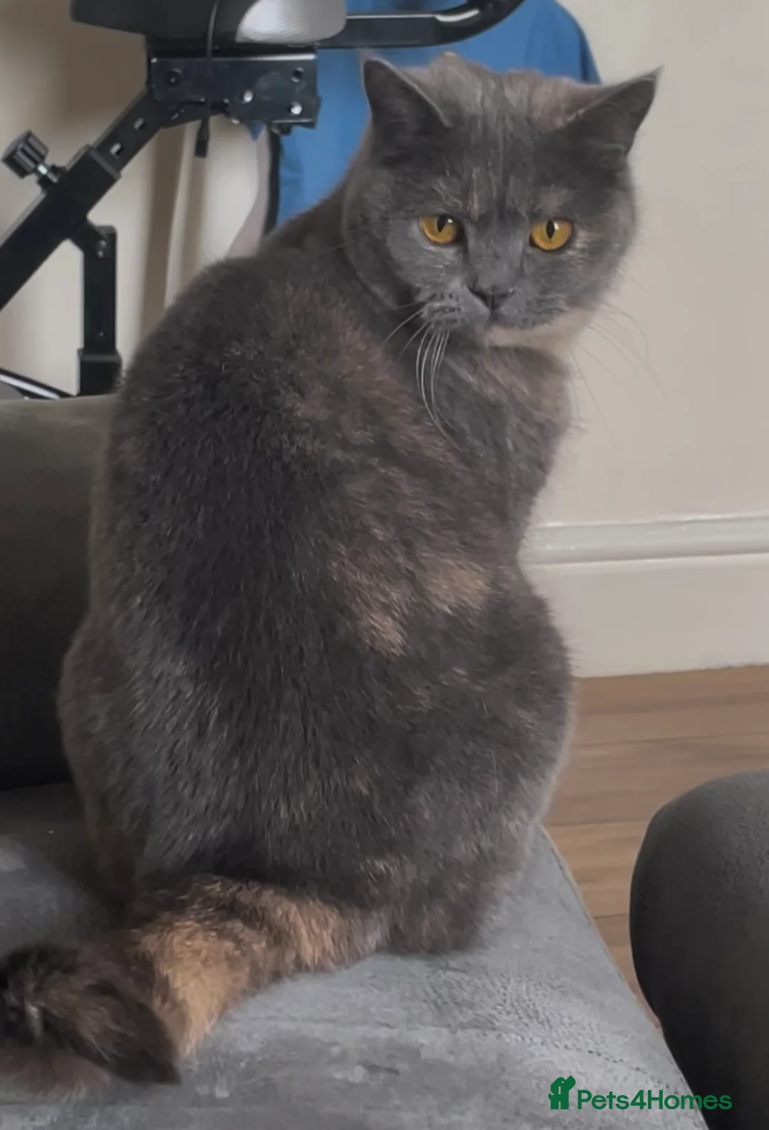 British Shorthair cats for sale: Lovely little lady - Advert 4