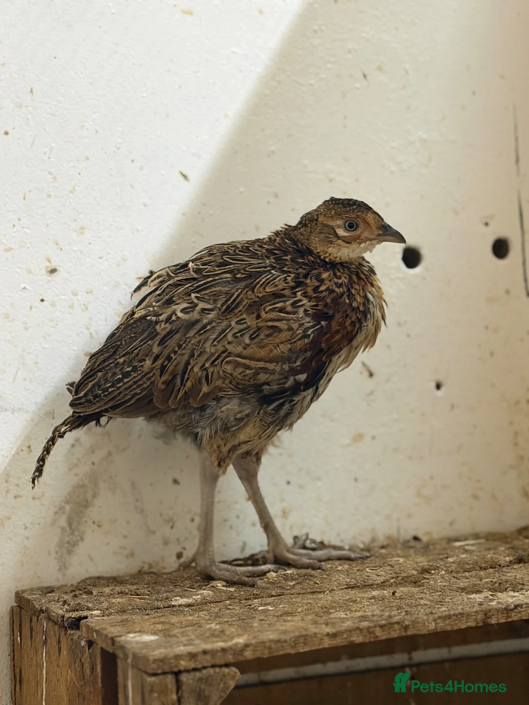 Pheasants poultry for sale: Pheasants available - Advert 4