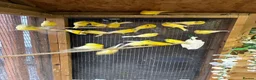 Canaries birds for sale: Raza Espanola Canaries in Newcastle upon Tyne - Advert 3