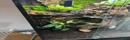 Frog reptiles for sale: Bioactive Vivarium - Advert 2