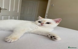 British Shorthair cats for sale: British shorthair golden point - Image 5