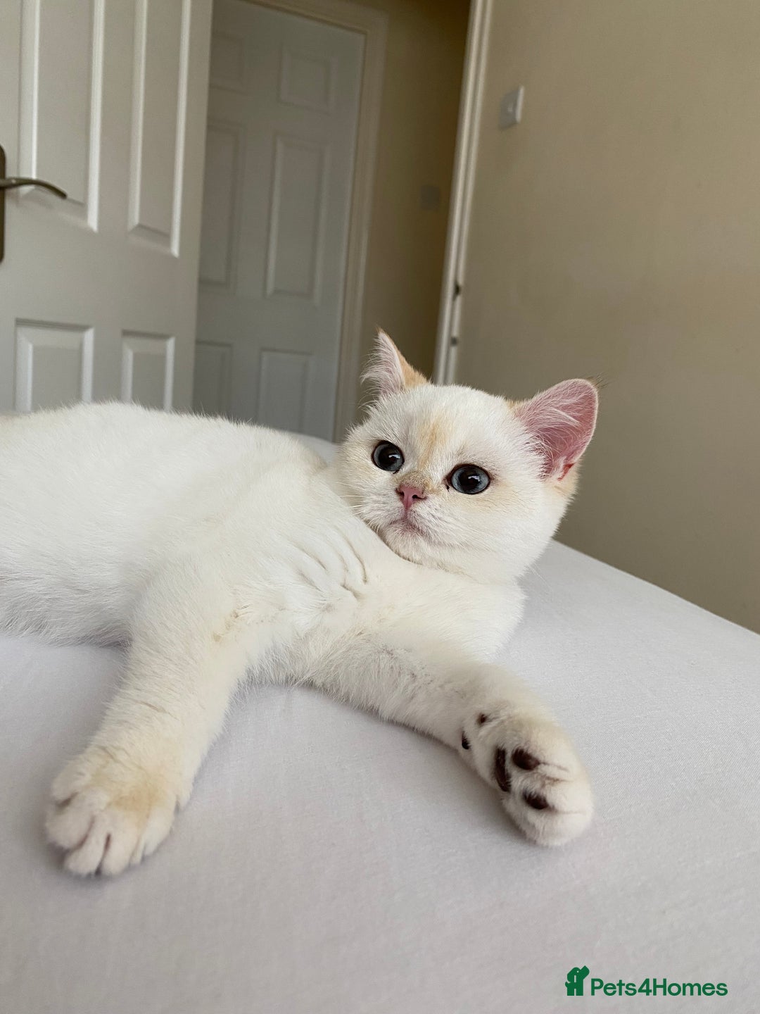 British Shorthair cats for sale: British shorthair golden point - Image 5