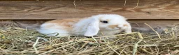Mini Lop rabbits for sale: Gorgeous pure Mini lops  - Advert 12