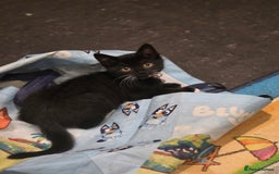 British Shorthair cats for sale: Lovely girl looking for a loving family. - Image 36