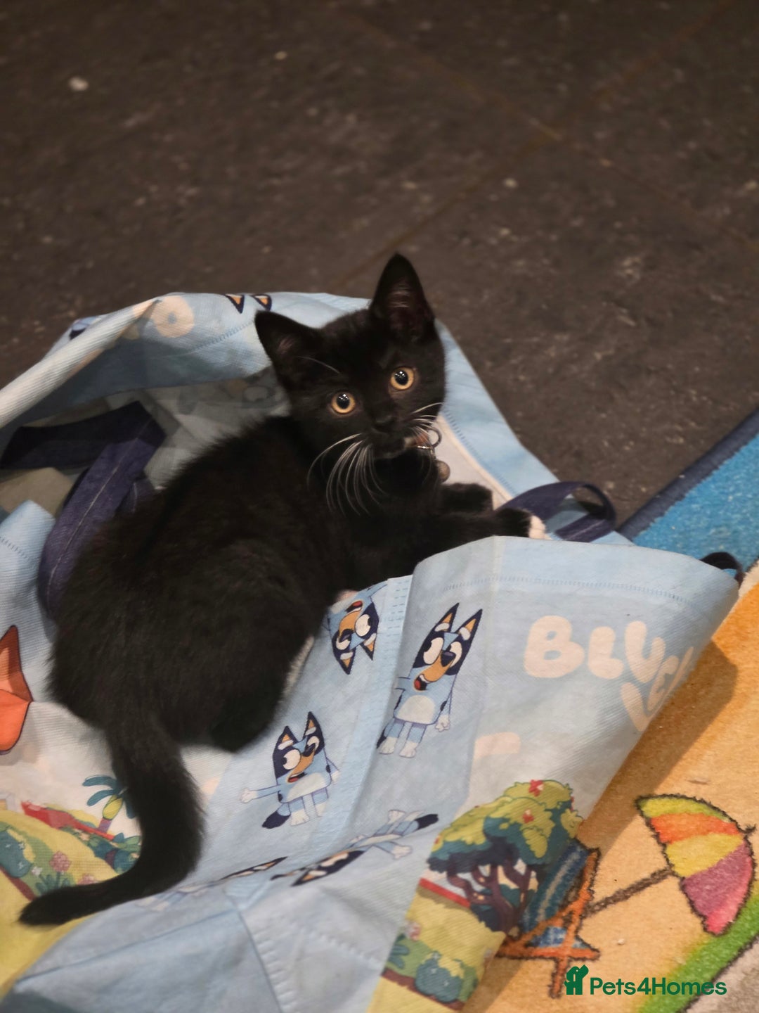 British Shorthair cats for sale: Lovely girl looking for a loving family. - Image 36