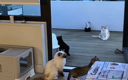 Mixed Breed cats for sale: Adorable Kittens Looking for Their Forever Homes - Image 11
