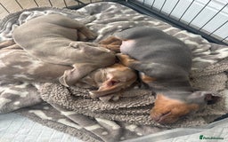 Miniature Dachshund dogs for sale: Stunning kc Miniature dachshund puppies🩷  - Image 4