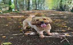 Cockapoo dogs for sale: Red Cockapoo - Image 4