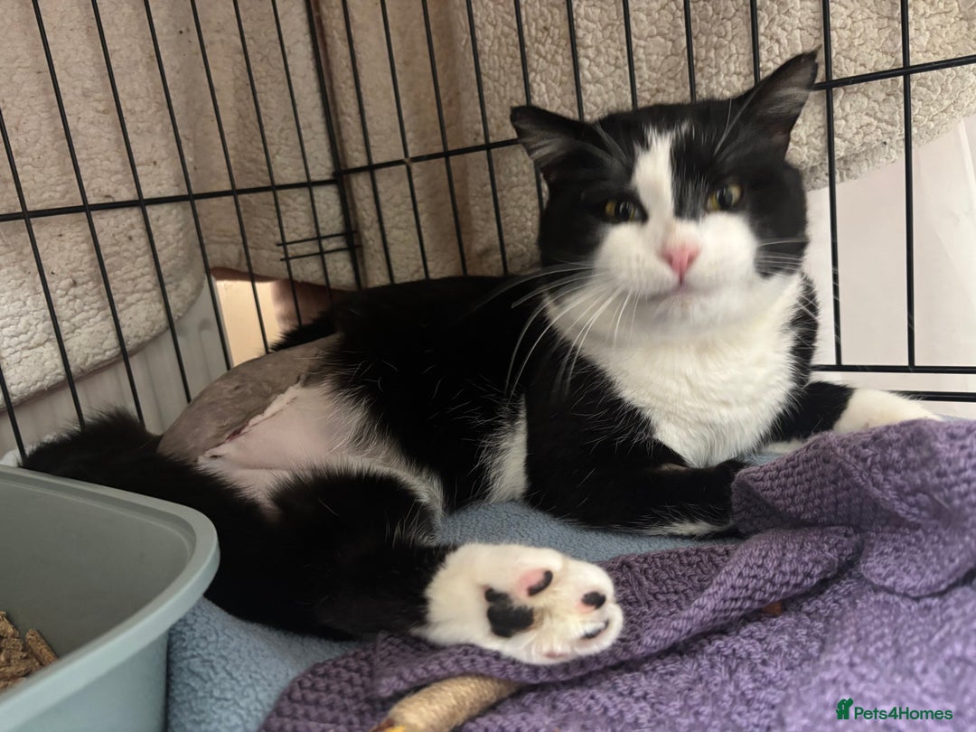 Mixed Breed cats for adoption: Troika Our 3 Legged Gentle Giant, Complete Fuss Po - Advert 2