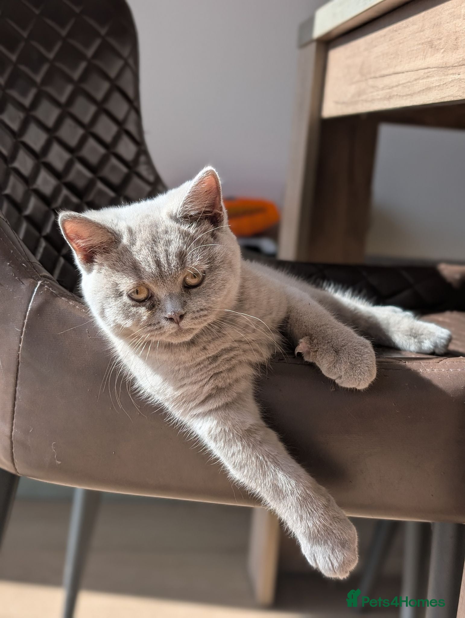 British Shorthair cats GCCF British Shorthair kittens  - Advert 1