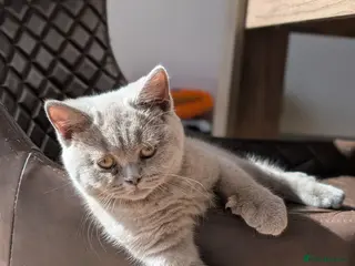 British Shorthair cats GCCF British Shorthair kittens - Advert 1