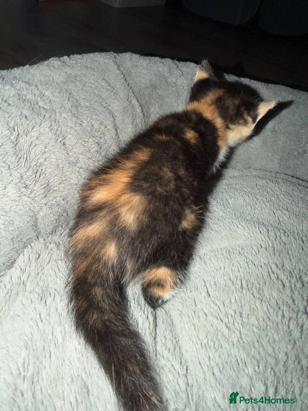 British Shorthair cats for sale: BSH X calico female for sale  - Advert 7