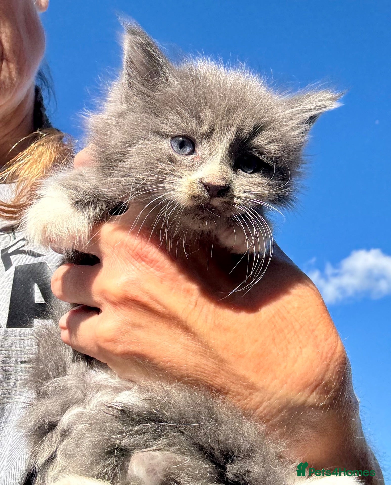 Mixed Breed cats Stunning maine coon cross kittens ready now - Advert 2