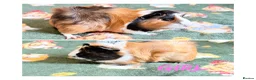 Guinea Pig rodents for sale: Beautiful Guniea pigs for sale Girls & Boys  - Advert 6