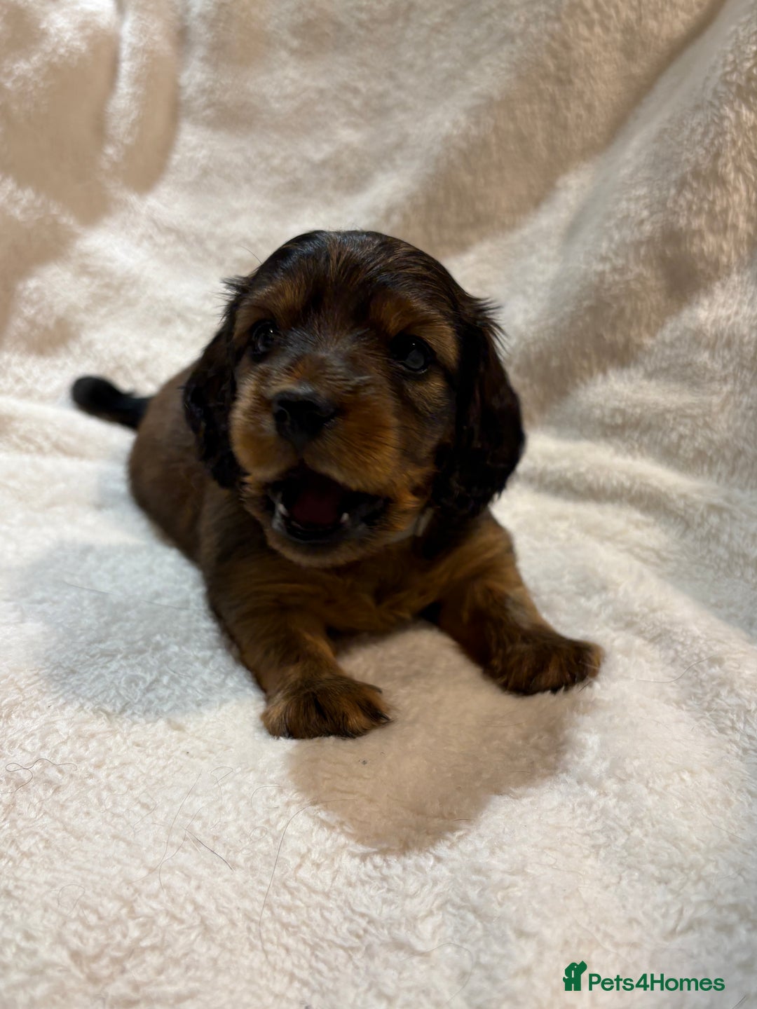 Miniature Dachshund dogs for sale: Beautiful Pedigree KC Reg Mini Longhair Dachshunds - Advert 11