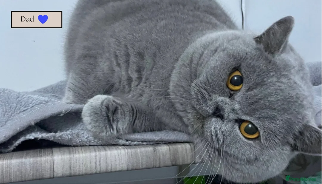 British Shorthair cats for sale: *READY SOON* BRITISH SHORTHAIR KITTENS🐱🩶 - Advert 13
