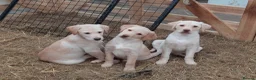 Labrador Retriever dogs for sale: Beautiful Labrador puppies available to reserve  - Advert 1