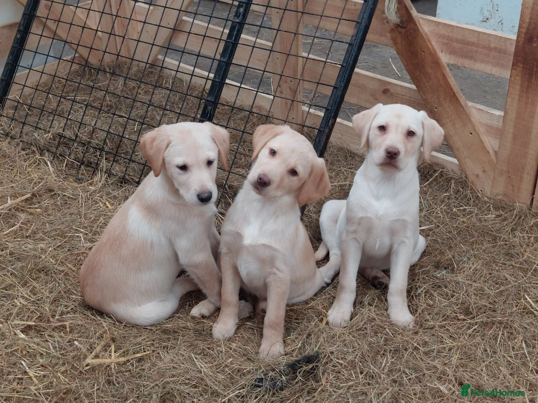 Labrador Retriever dogs for sale: Beautiful Labrador puppies available to reserve  - Advert 1