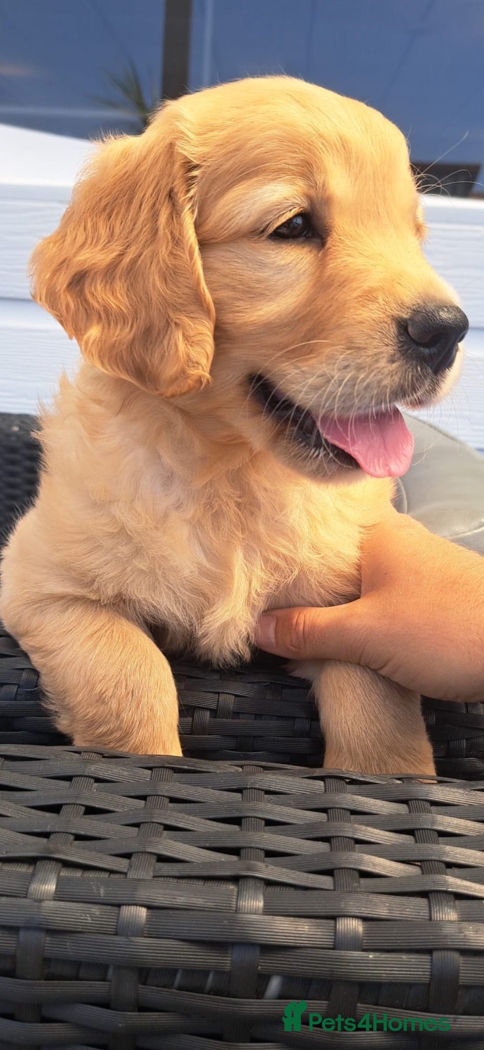 Golden Retriever dogs 5 exceptional golden retrievers  - Advert 2