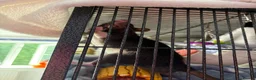 Rat rodents for sale: Two Male Fancy Rats in Worcester - Advert 4