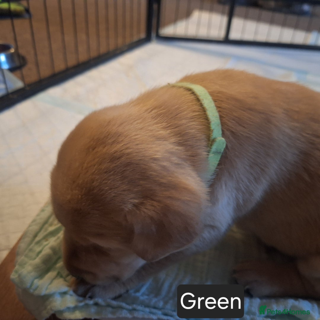 Labrador Retriever dogs for sale: Fox Red Labrador pups - Advert 12