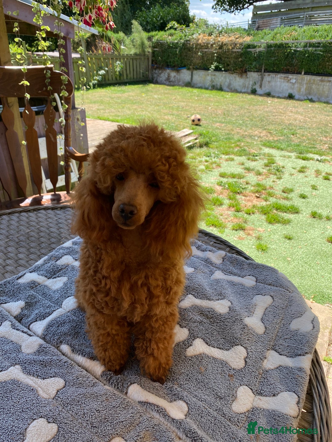 Maltipoo dogs for sale: Beautiful Apricot Maltipoo puppies. - Image 25