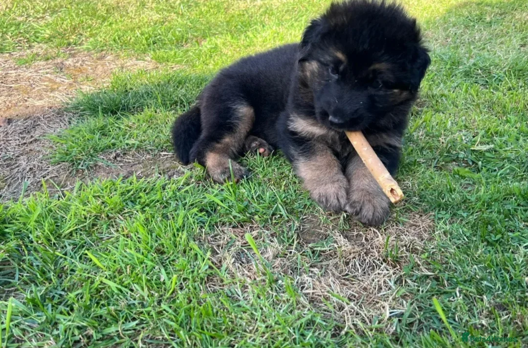 German Shepherd dogs for sale: Intelligent German Shepherd Puppies for Sale - Advert 6