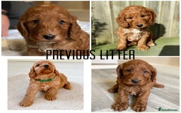 Cockapoo dogs for sale: Fox red Cockapoo pups  - Image 11