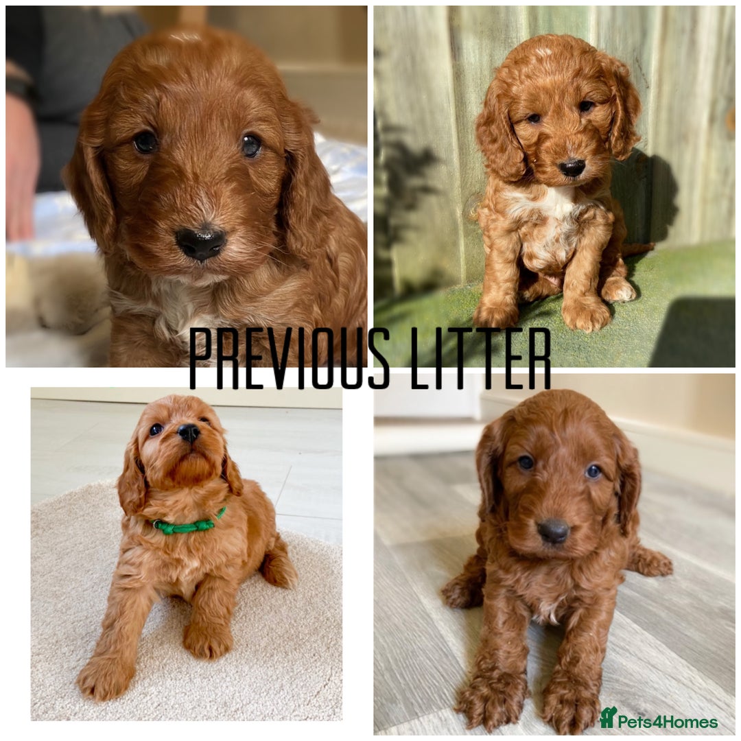 Cockapoo dogs for sale: Fox red Cockapoo pups  - Image 11