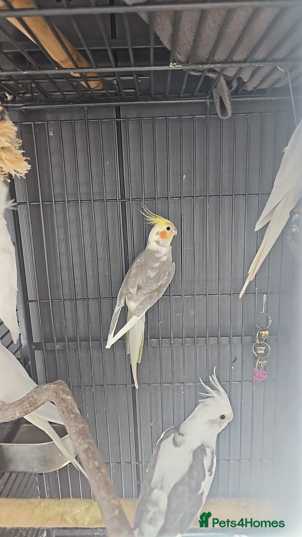 Mixed Breed birds Hand reard baby's  - Advert 1
