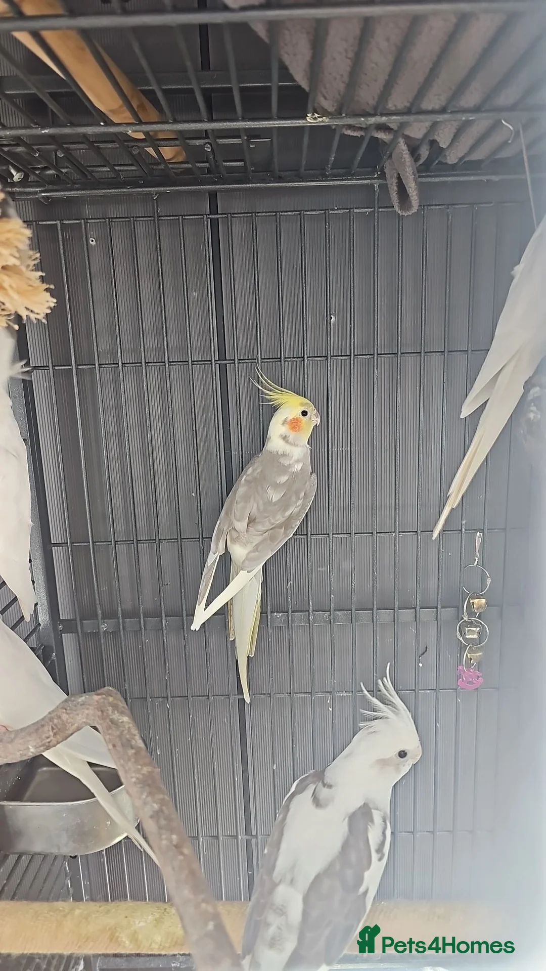 Mixed Breed birds for sale: Hand reard baby's  in Darlington - Advert 1