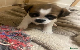 Mixed Breed dogs for sale: Female Border Terrier X ShitZu  - Image 7