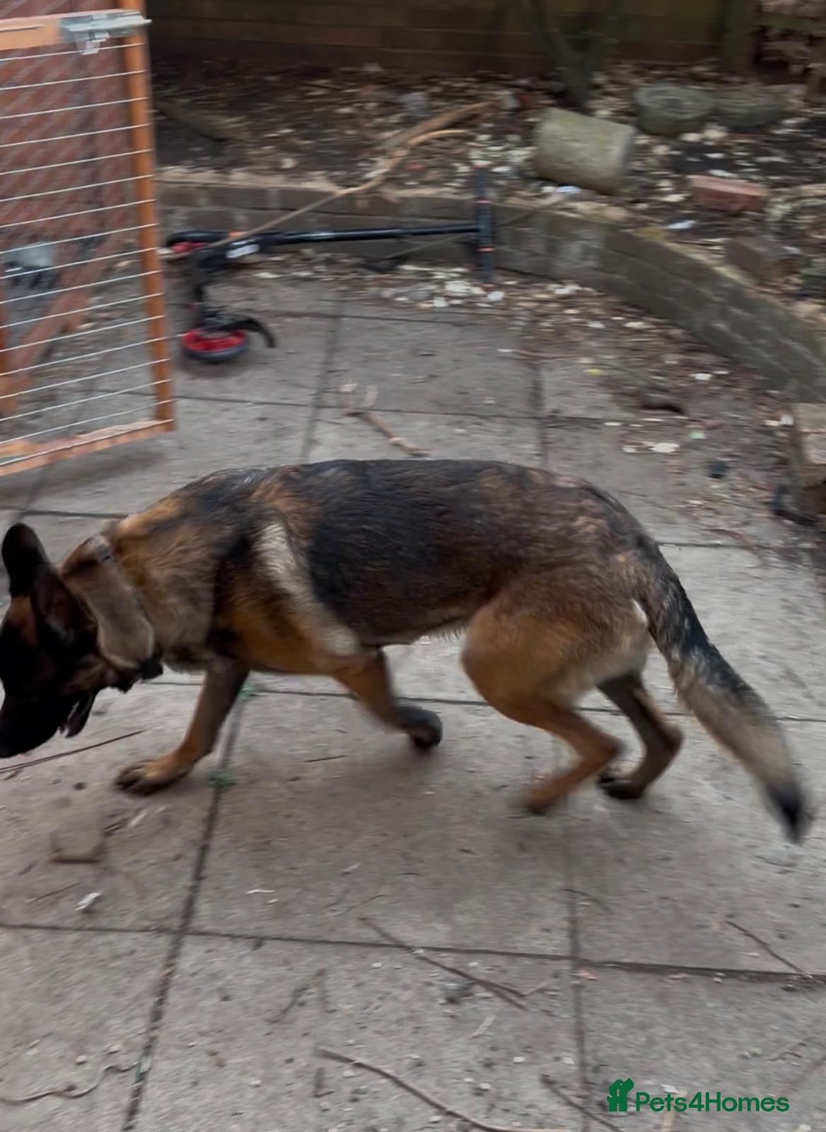Mixed Breed dogs for sale: GSD x Malinois mix - ready now, MK - Advert 1