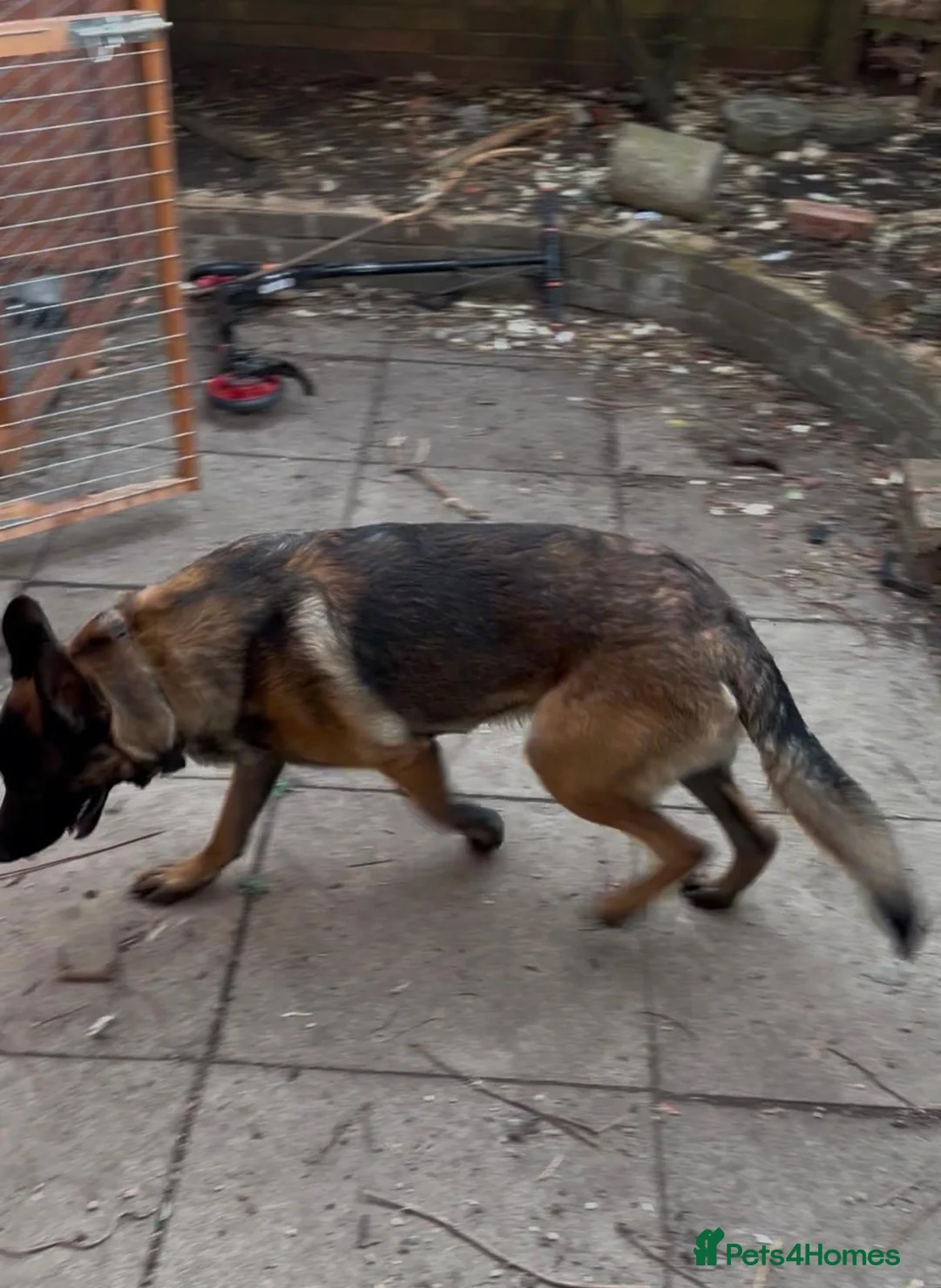 Mixed Breed dogs for sale: GSD x Malinois mix - ready now, MK in Milton Keynes - Advert 1