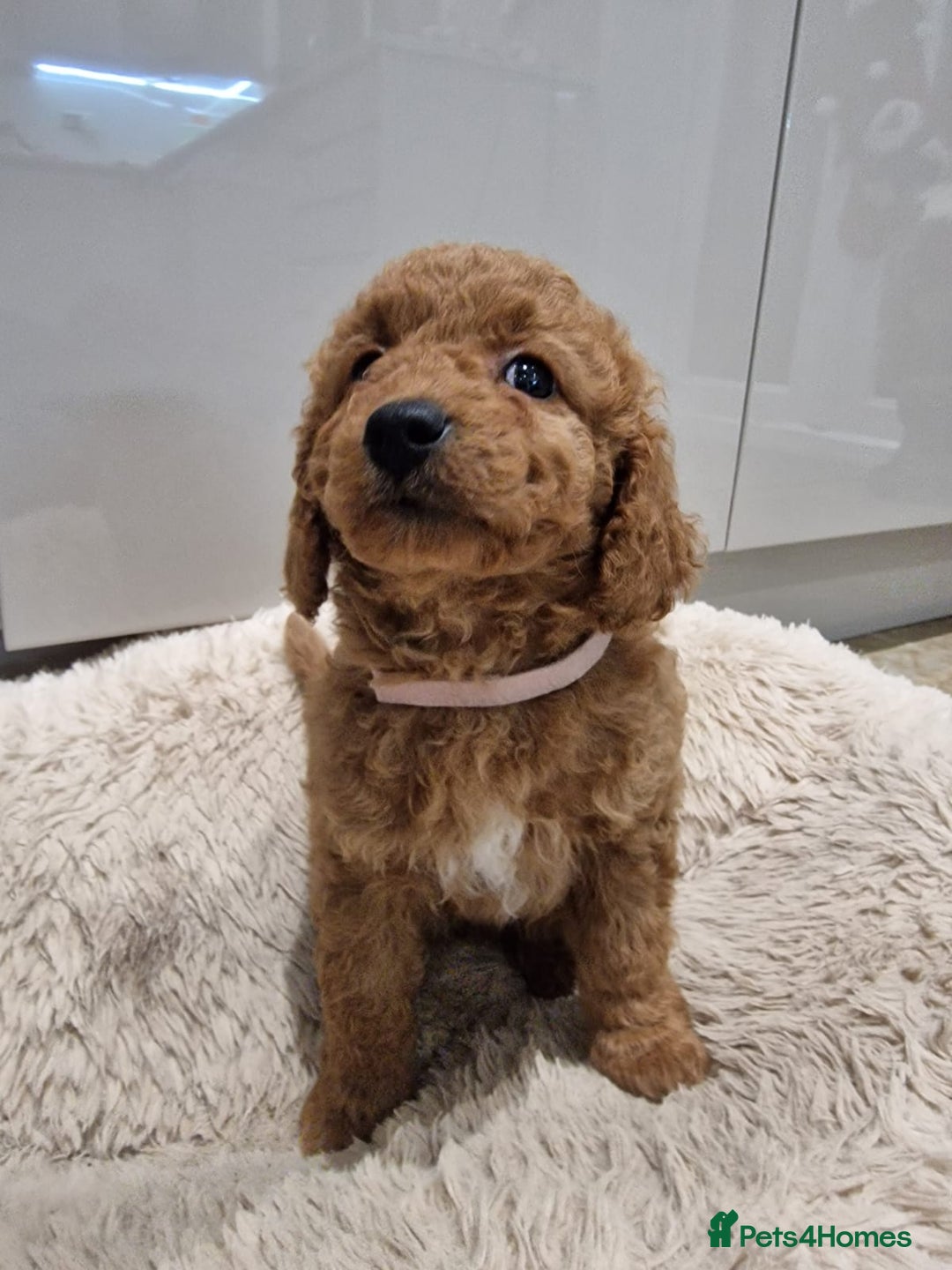 Cockapoo dogs for sale: 3 Gorgeous Apricot Cockapoo Puppies  - Advert 10