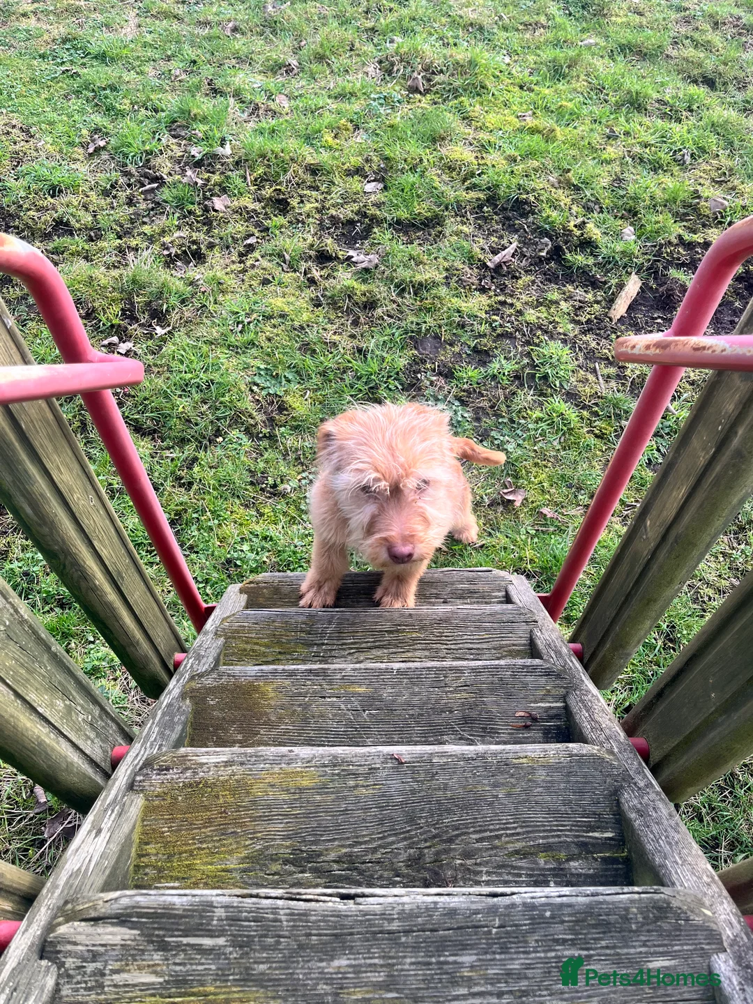 Soft Coated Wheaten Terrier dogs for sale: Irish wheaten terriers (Not soft coated)  - Advert 13