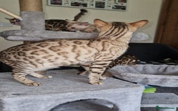 Bengal cats for sale: Stunning Glittered Pedigree Benga kittens  - Image 4
