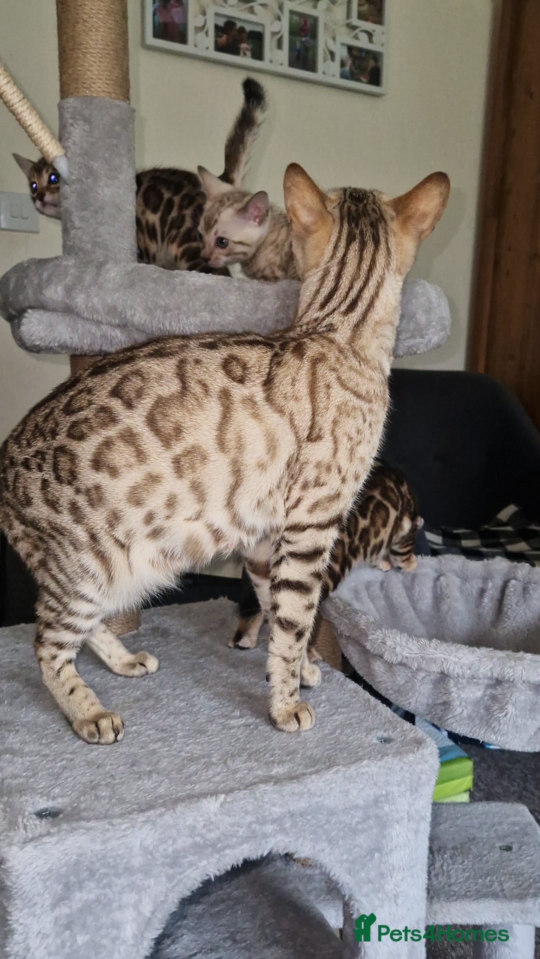 Bengal cats for sale: Stunning Glittered Pedigree Benga kittens  - Image 4