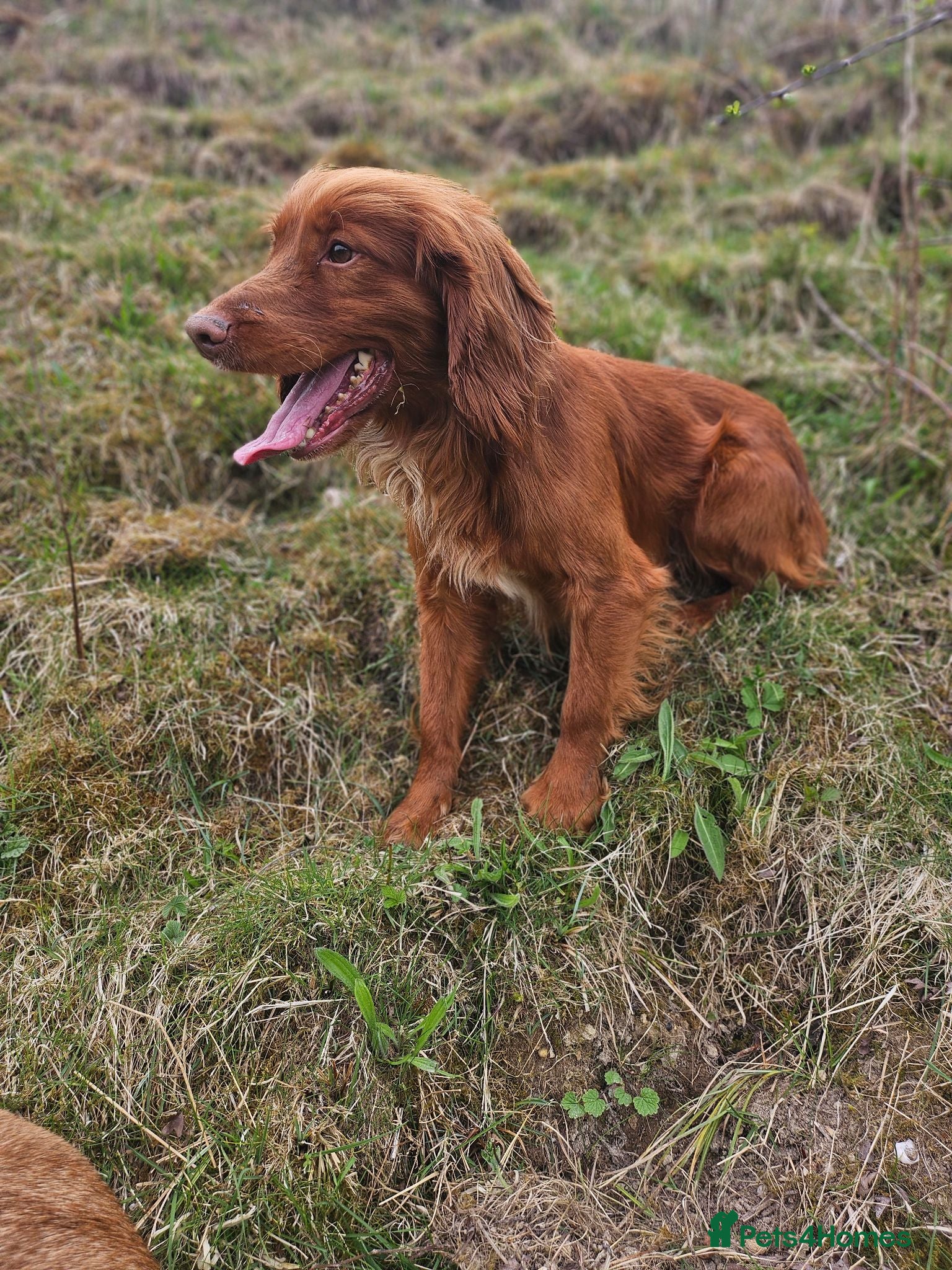 Cocker Spaniel dogs Health tested working cocker spaniels  - Advert 2