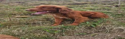 Cocker Spaniel dogs for sale: Health tested working cocker spaniels  in Durham - Advert 2