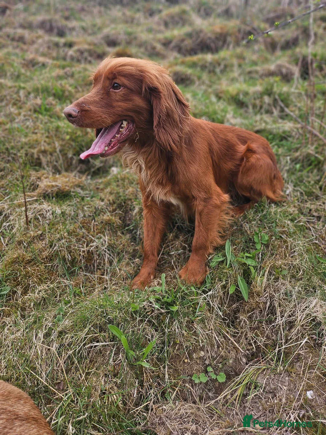 Cocker Spaniel dogs for sale: Health tested working cocker spaniels  in Durham - Advert 2