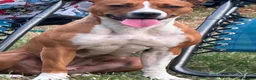 Mixed Breed dogs for sale: Sandy 🐾 - Advert 4
