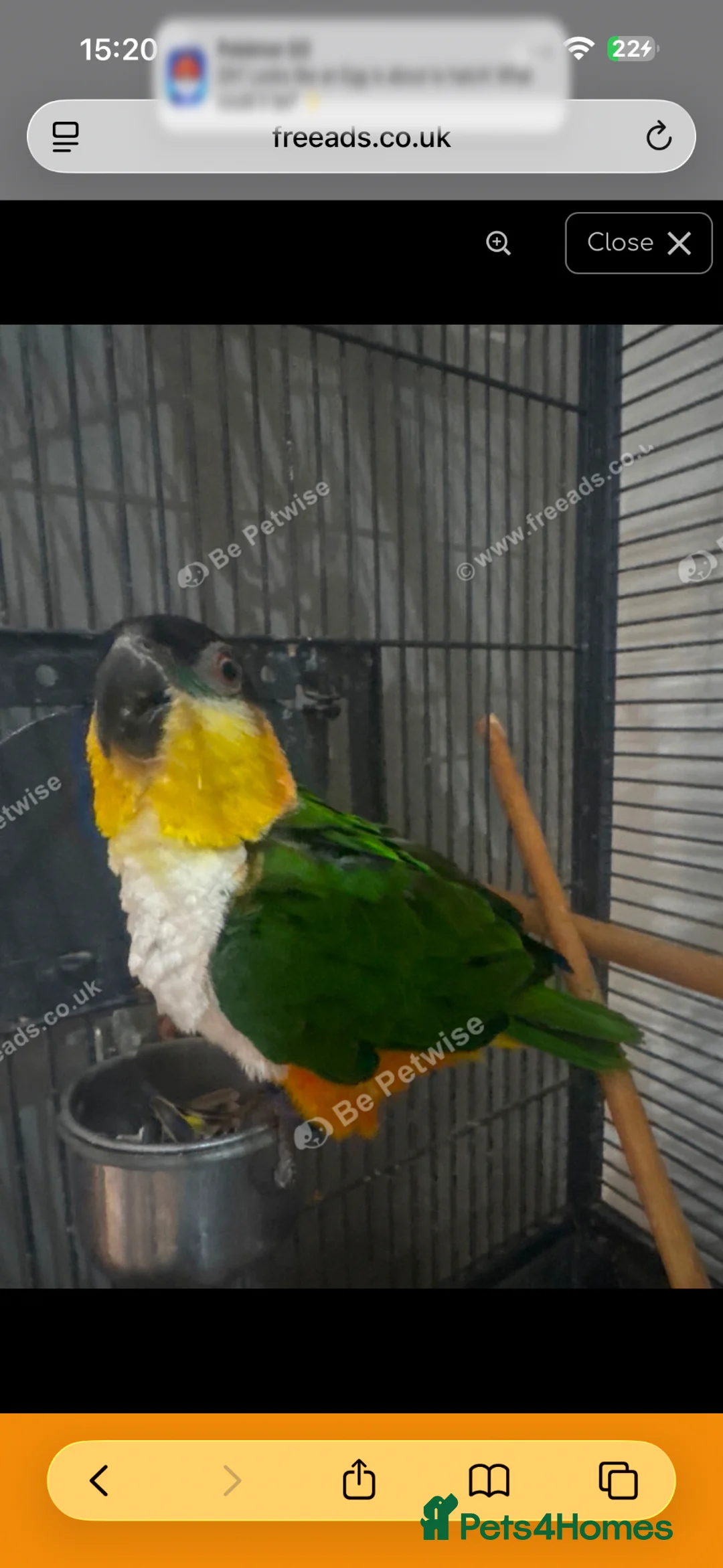 Mixed Breed birds for sale: Black headed caique  - Advert 1