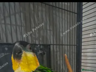 Mixed Breed birds Black headed caique - Advert 4