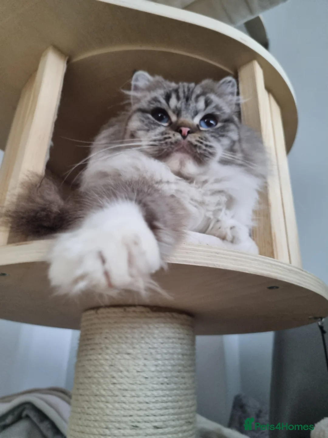 Ragdoll cats for sale: 5 amazing European babies.  Tica registered  - Advert 27