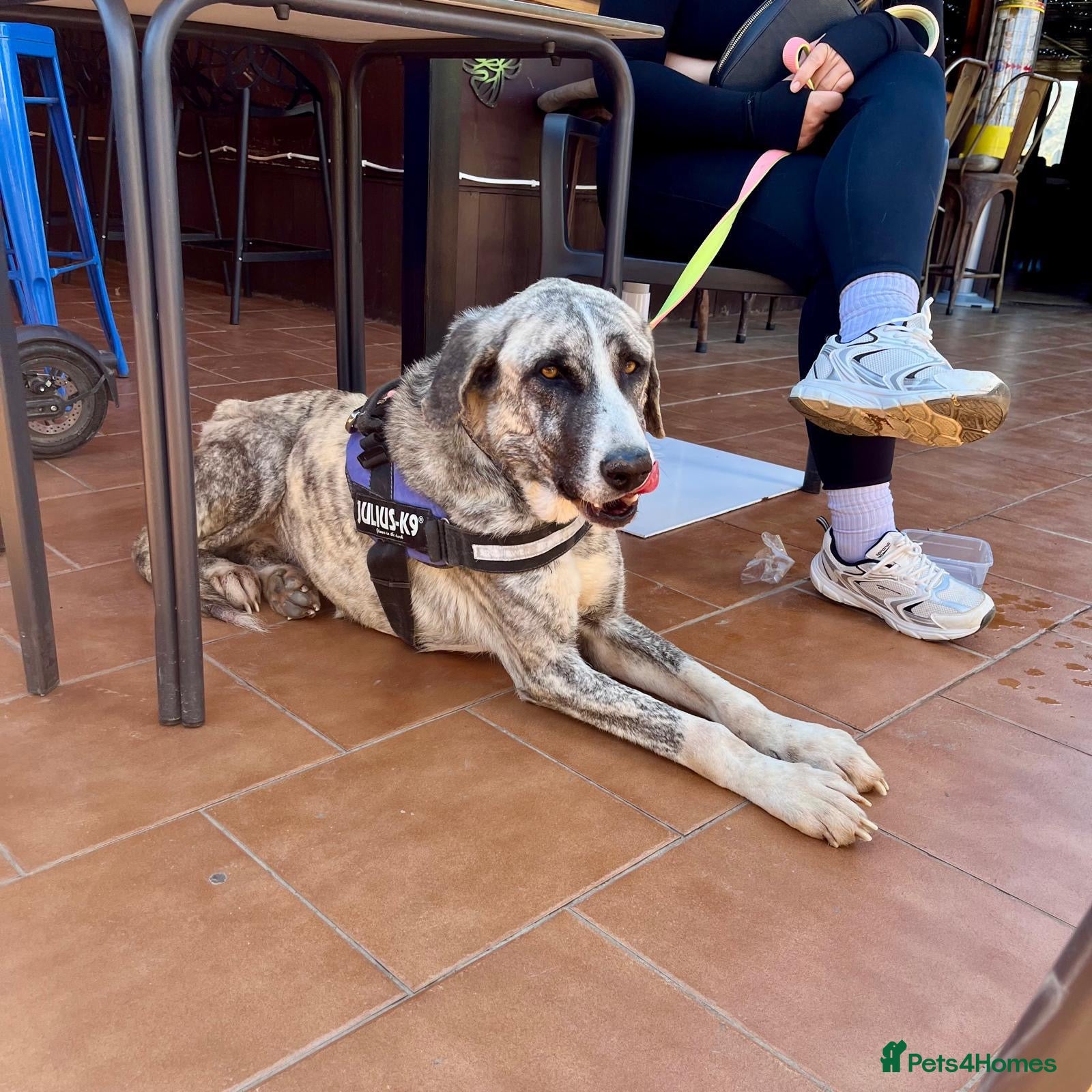 Mixed Breed dogs Rupert’s life is on the line 🆘  - Advert 3