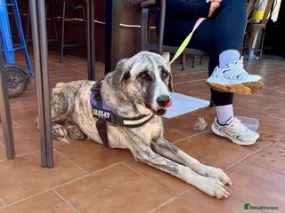 Mixed Breed dogs Rupert’s life is on the line 🆘 - Advert 3